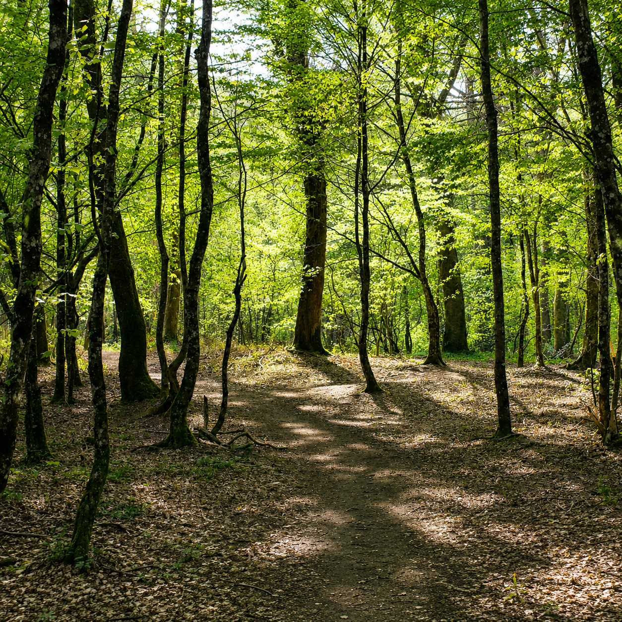 sous bois historique